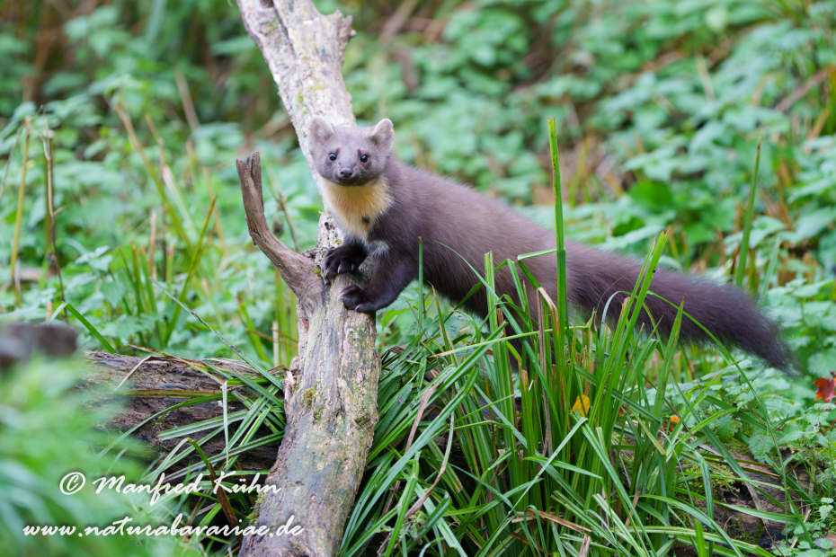 Baummarder ()_0029