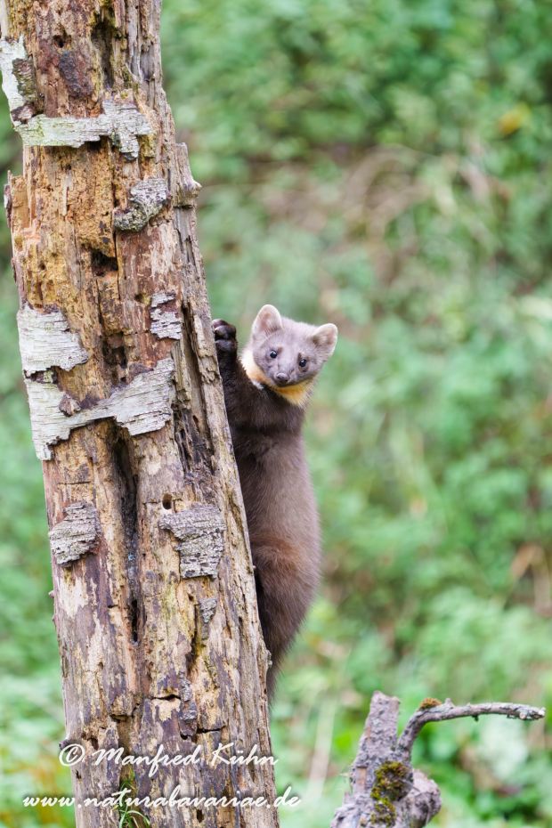 Baummarder ()_0038