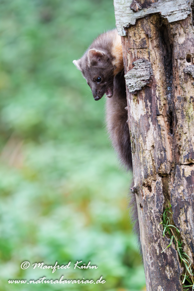 Baummarder ()_0057