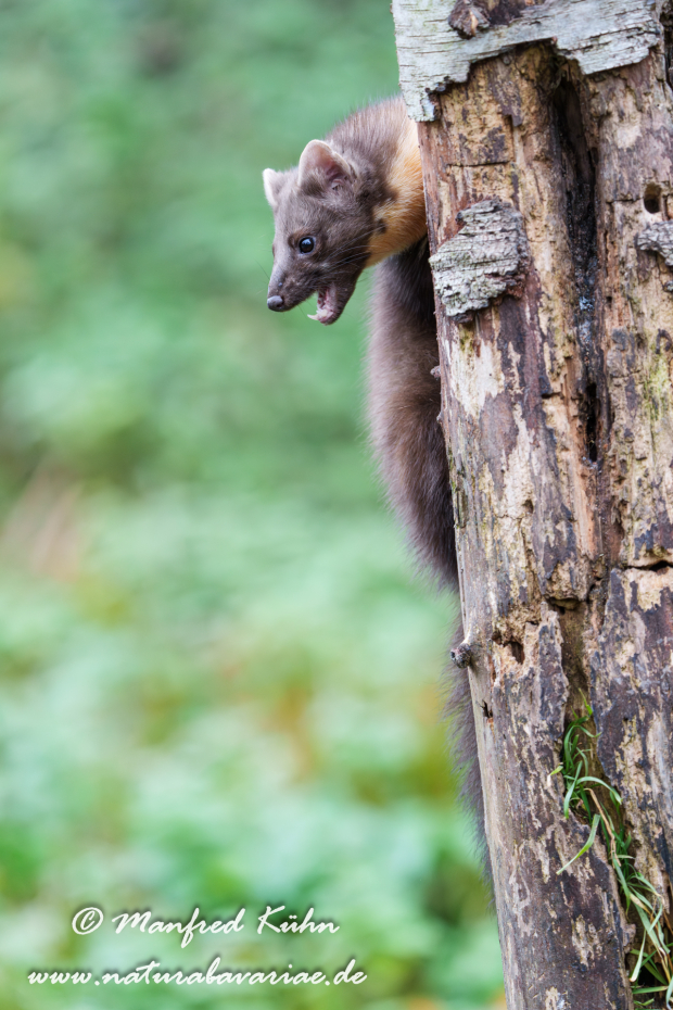 Baummarder ()_0058