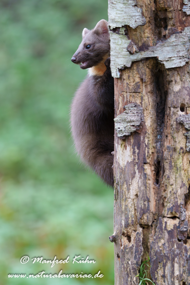 Baummarder ()_0064