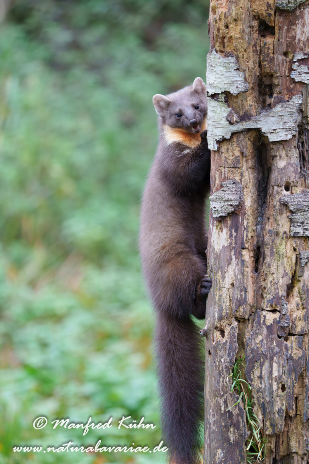 Baummarder ()_0068