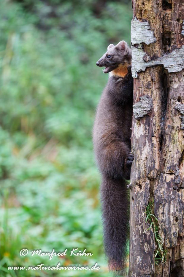 Baummarder ()_0073