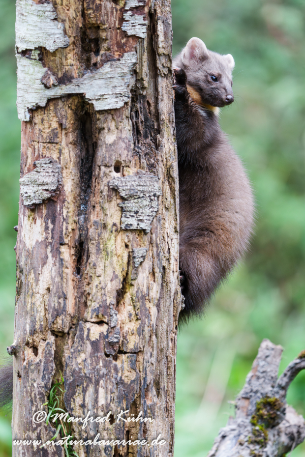 Baummarder ()_0079