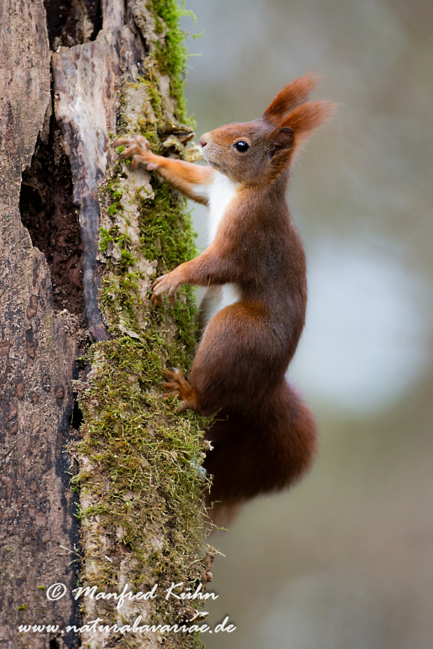 Eichhörnchen ()_0001