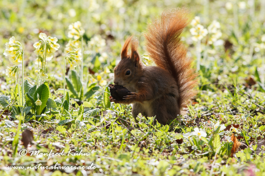 Eichhörnchen ()_0005