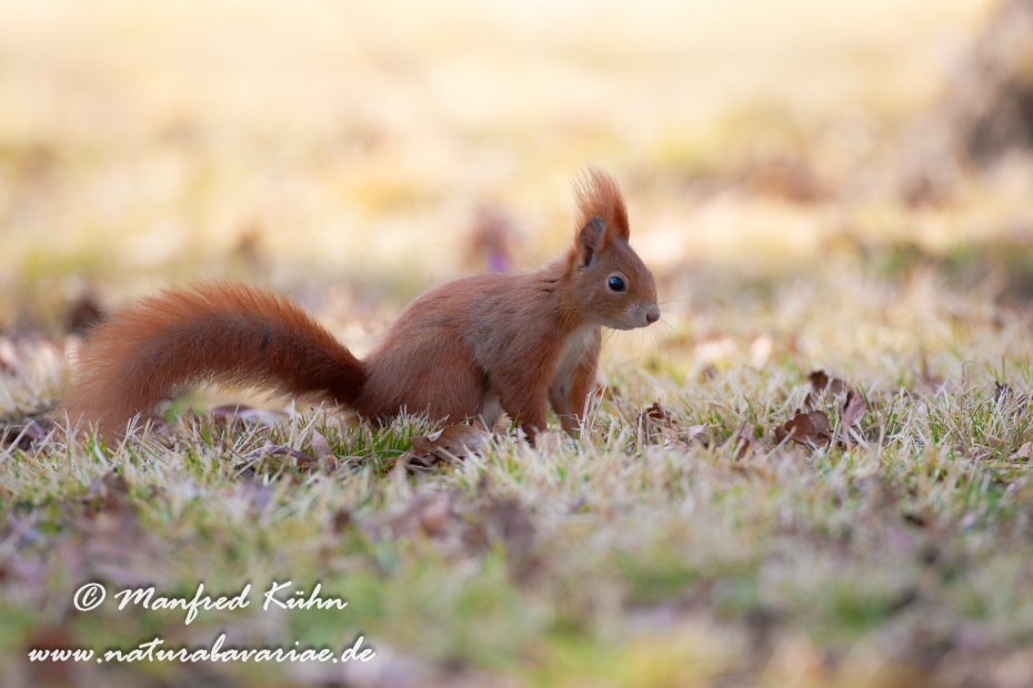 Eichhörnchen ()_0040