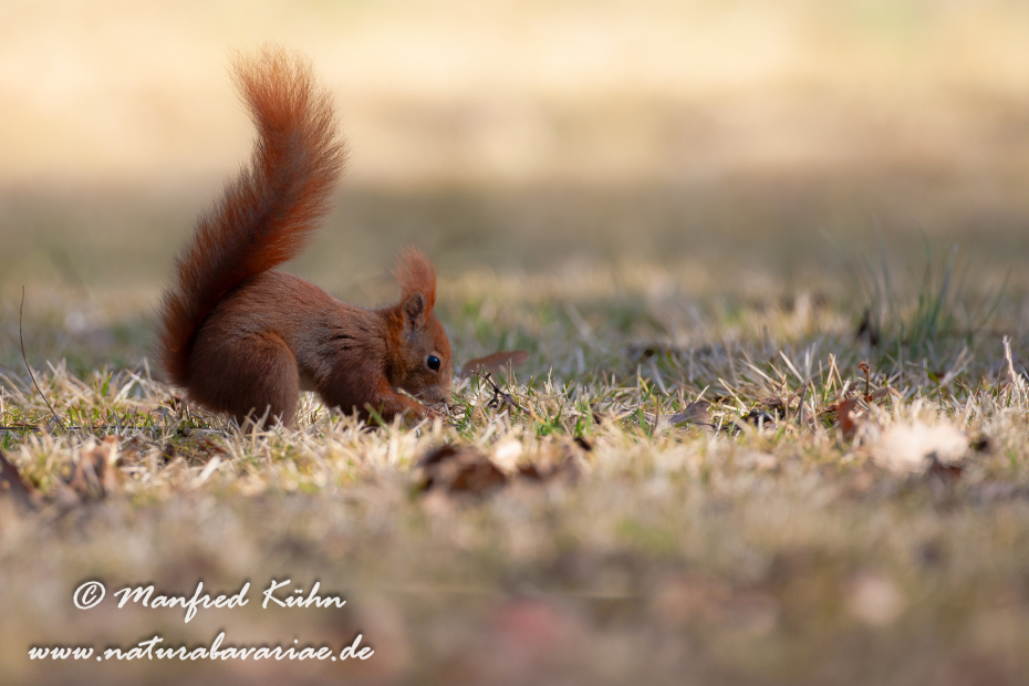 Eichhörnchen ()_0046