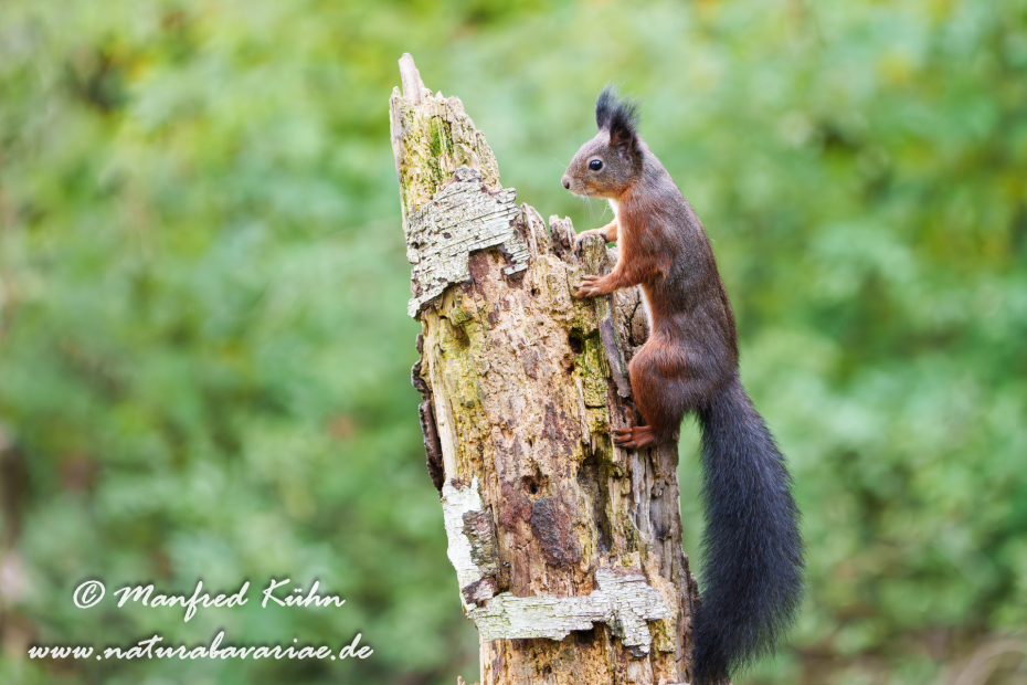 Eichhörnchen ()_0133