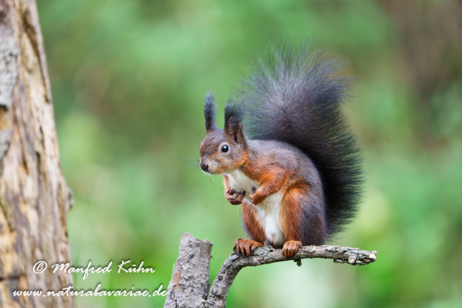 Eichhörnchen ()_0139