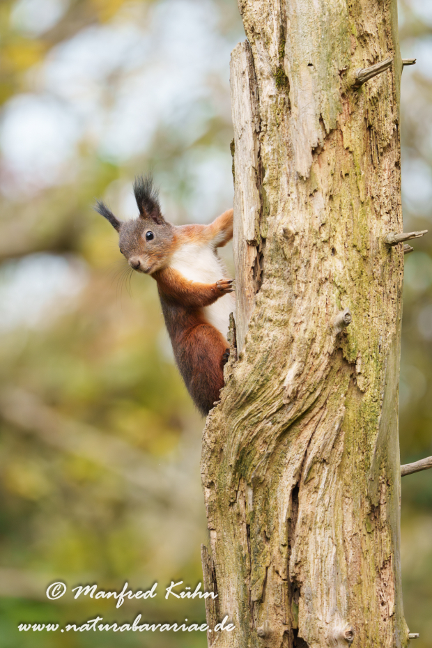 Eichhörnchen ()_0146