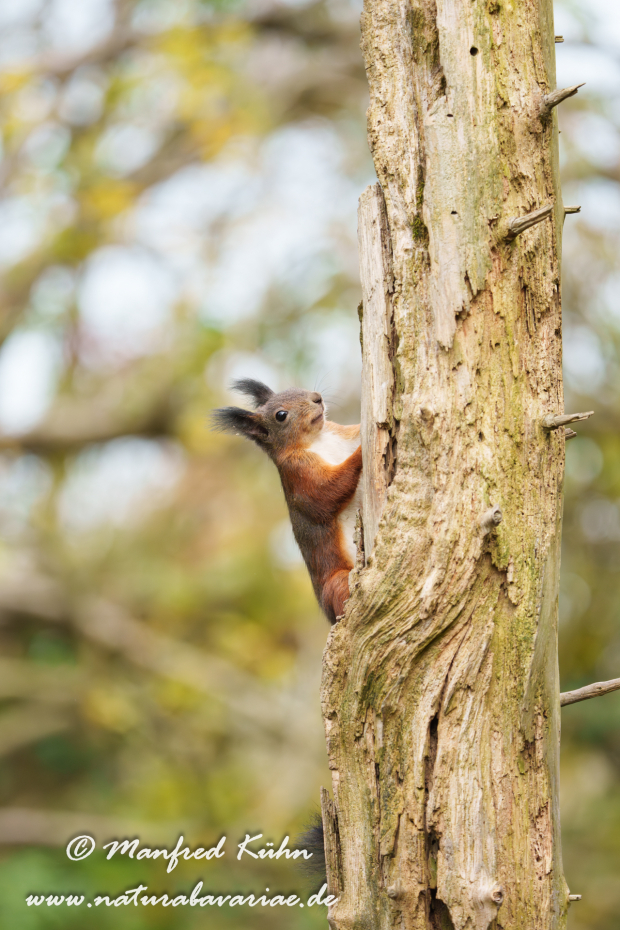 Eichhörnchen ()_0148