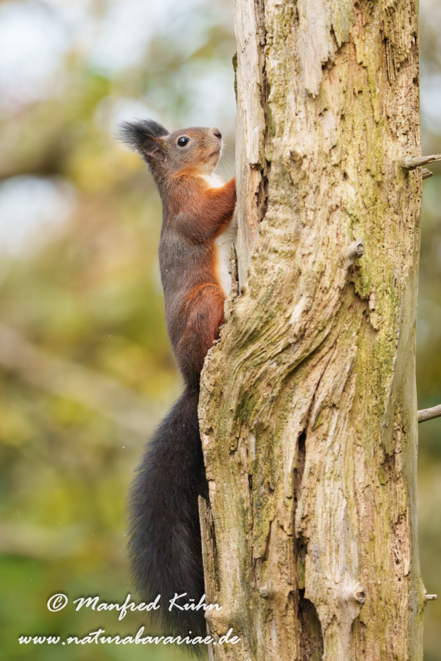 Eichhörnchen ()_0152