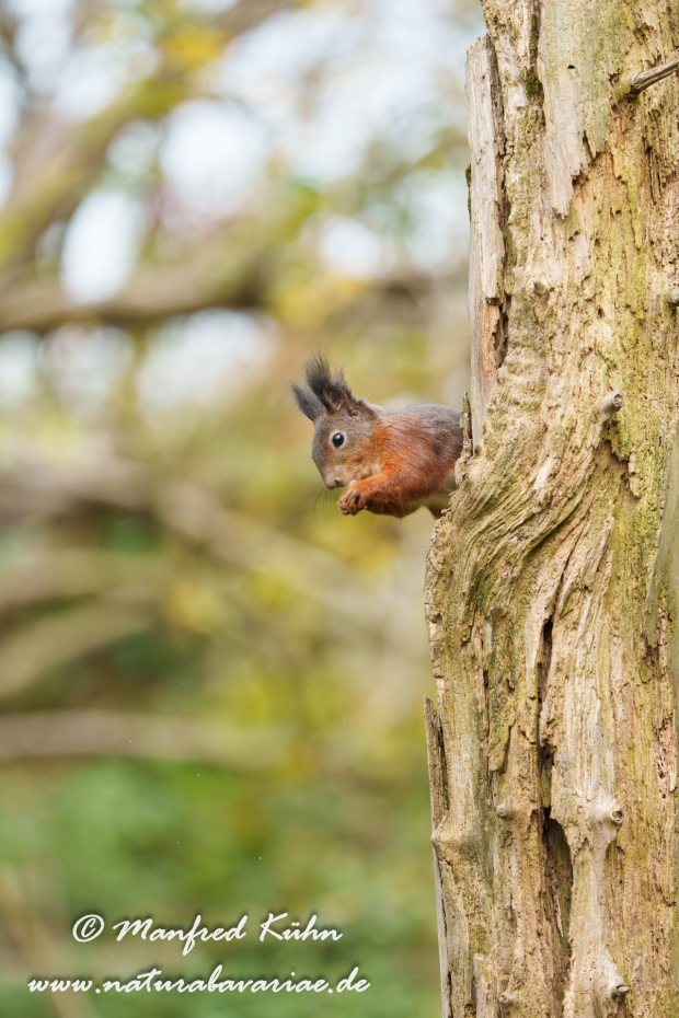 Eichhörnchen ()_0160