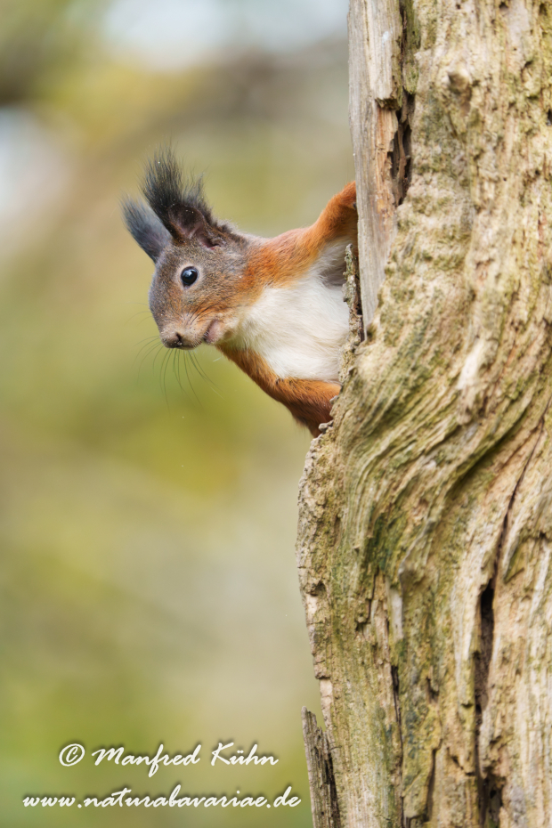 Eichhörnchen ()_0170