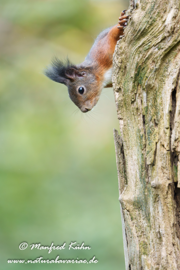Eichhörnchen ()_0171