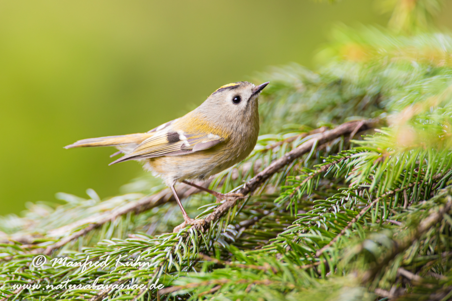 Goldhähnchen (Winter-)_0004