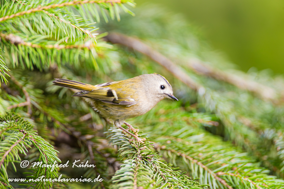 Goldhähnchen (Winter-)_0005