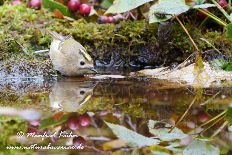 Goldhähnchen (Winter-)_0018