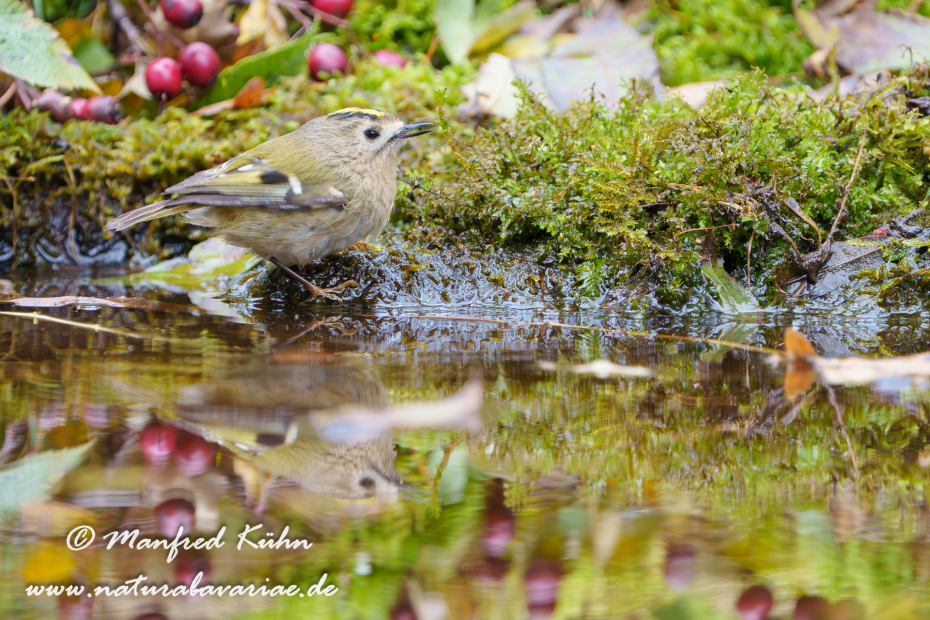 Goldhähnchen (Winter-)_0020