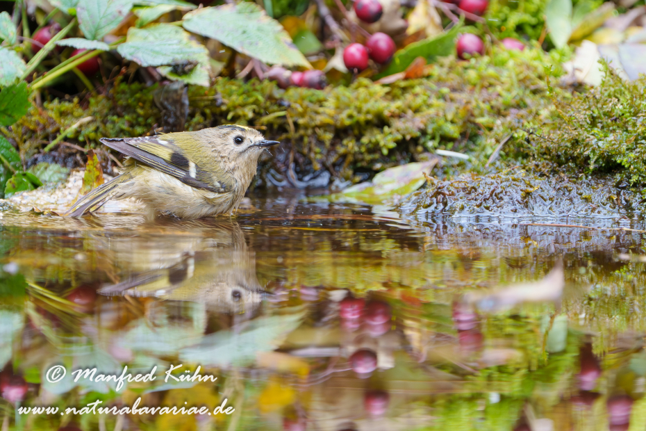 Goldhähnchen (Winter-)_0021