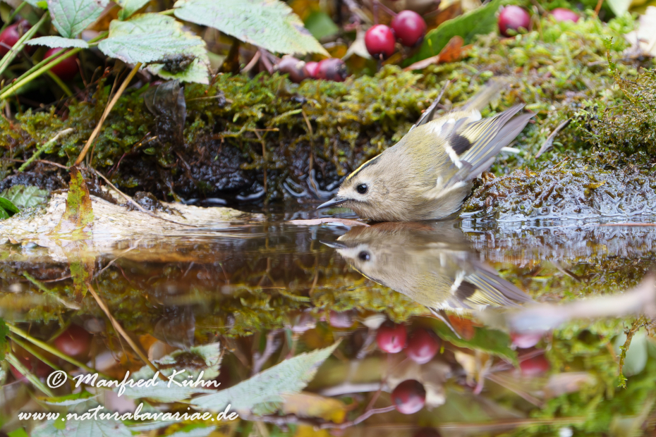 Goldhähnchen (Winter-)_0022