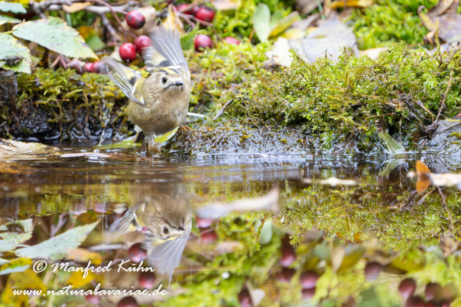 Goldhähnchen (Winter-)_0023