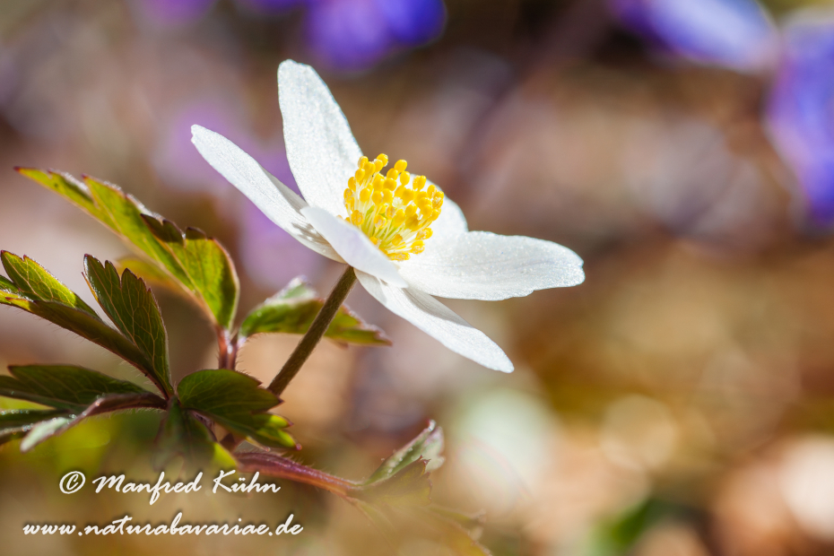 Windröschen (Busch-)_0014