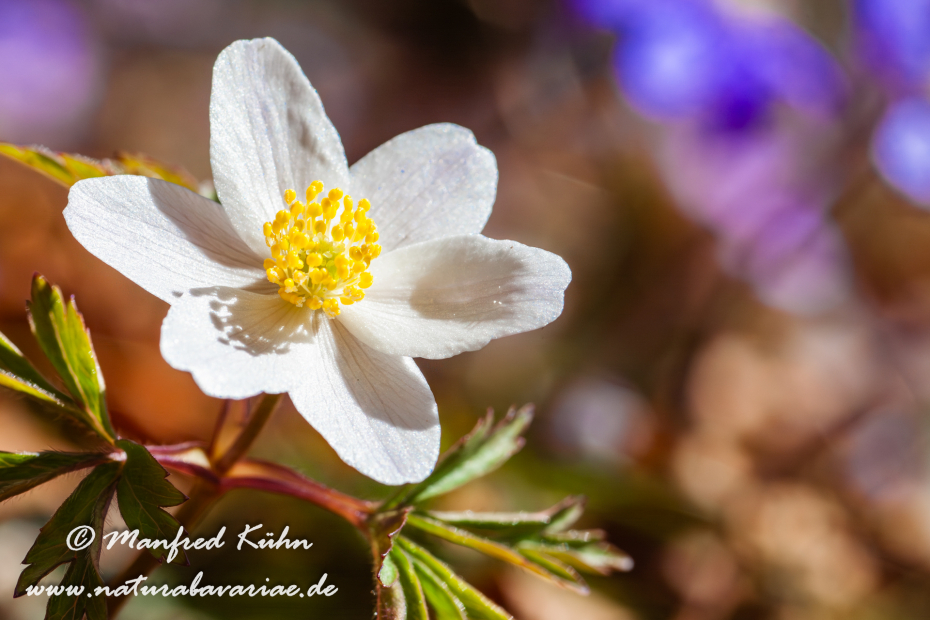 Windröschen (Busch-)_0015