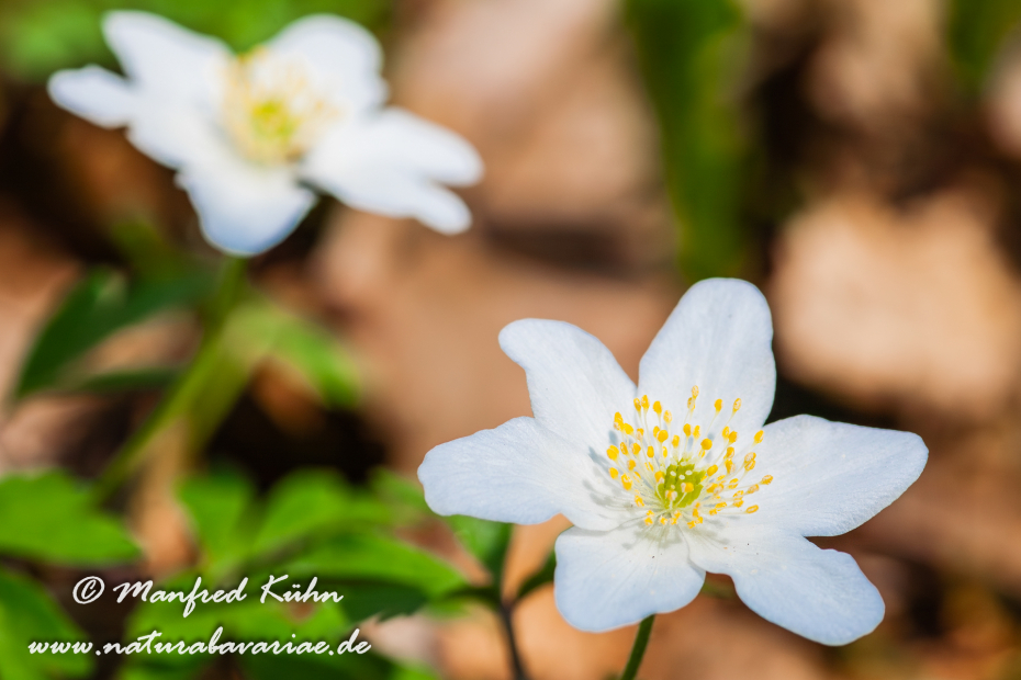 Windröschen (Busch-)_0016