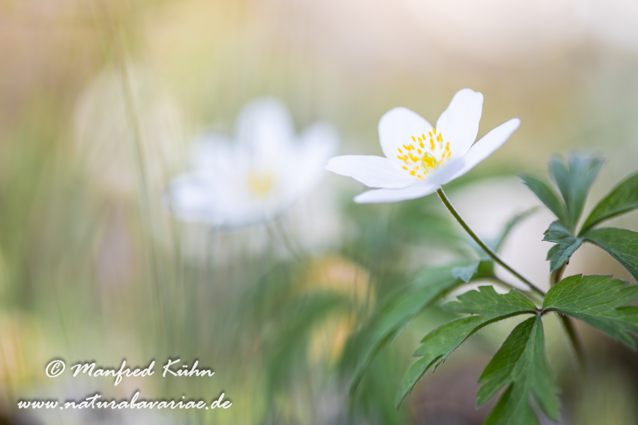 Windröschen (Busch-)_0037