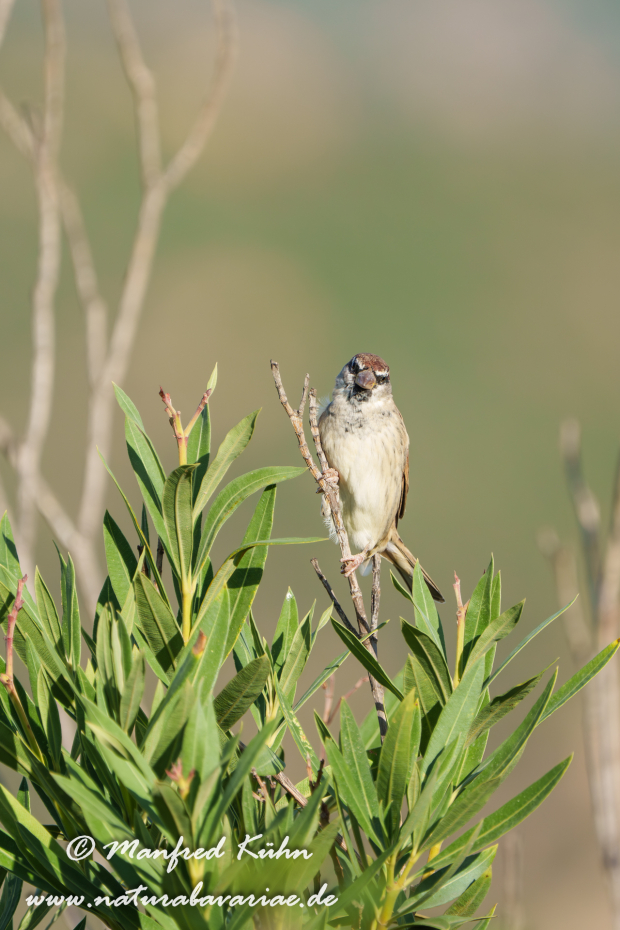 Weidensperling ()_0015