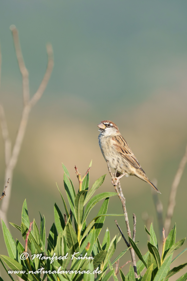 Weidensperling ()_0017