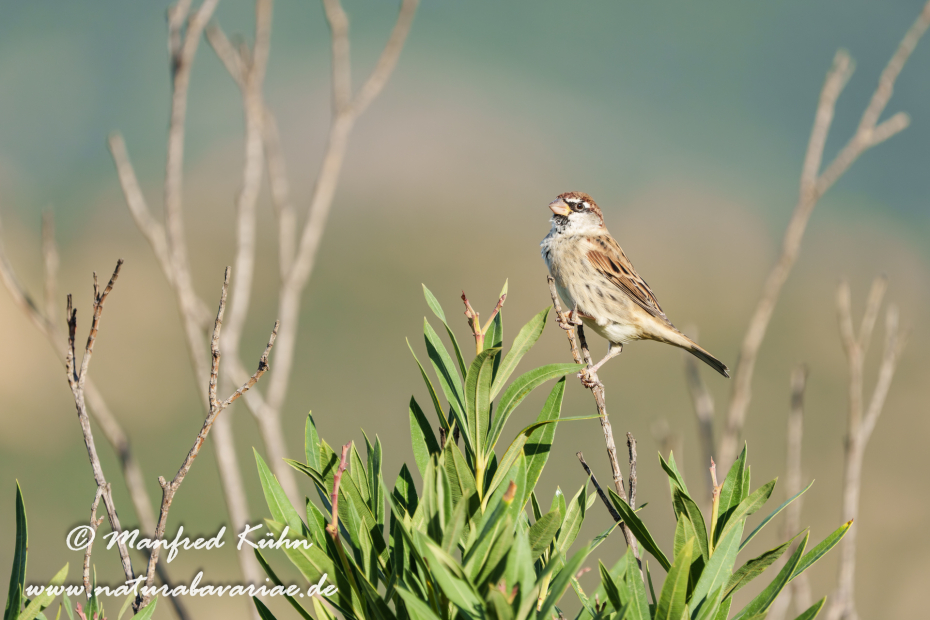 Weidensperling ()_0033