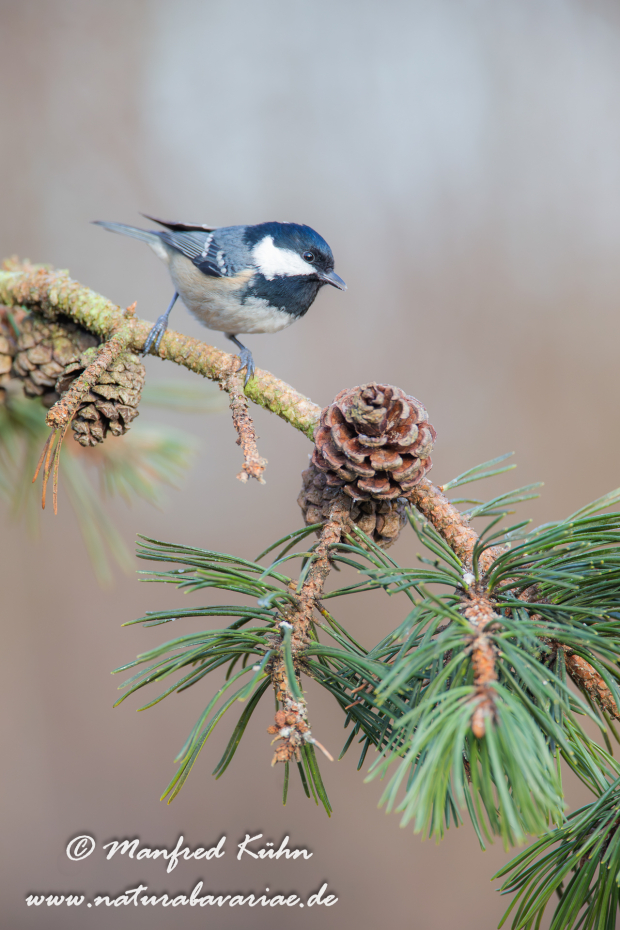 Tannenmeise ()_0025