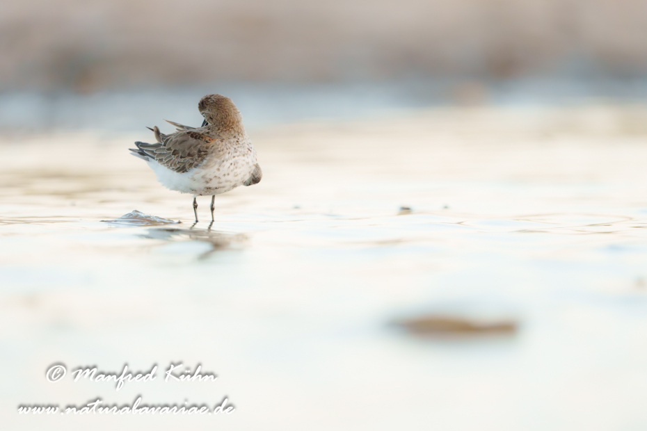 Strandläufer (Alpen-)_0120