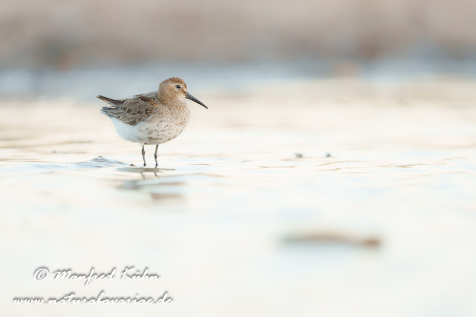 Strandläufer (Alpen-)_0122