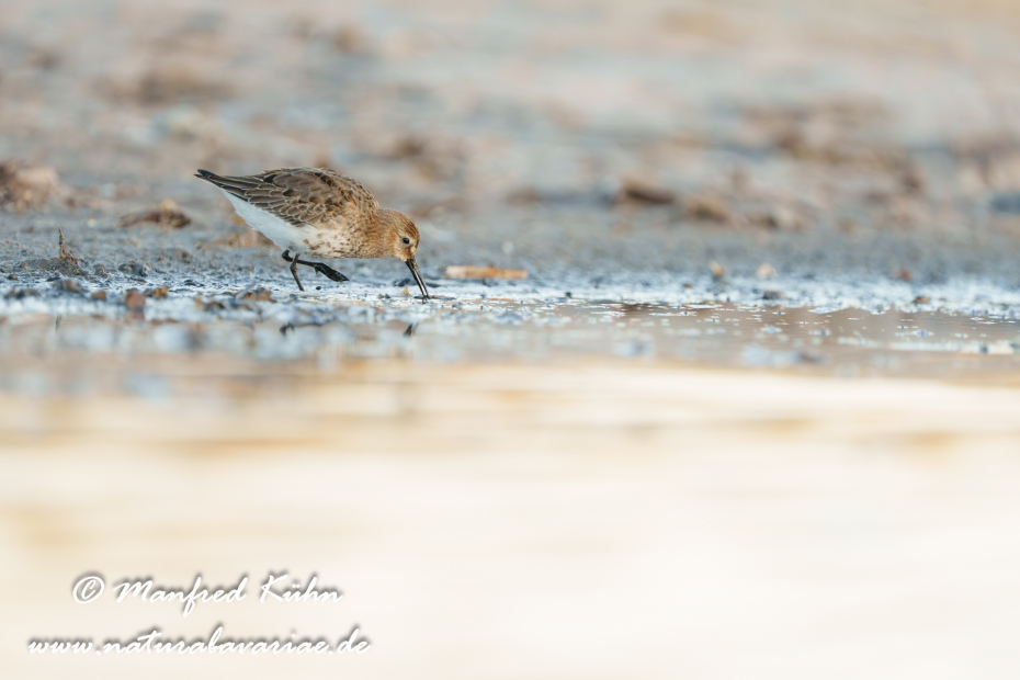 Strandläufer (Alpen-)_0130