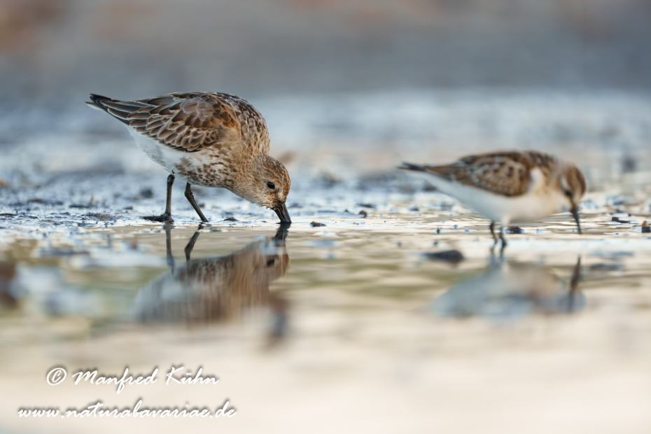 Strandläufer (Alpen-)_0136