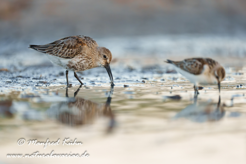 Strandläufer (Alpen-)_0137