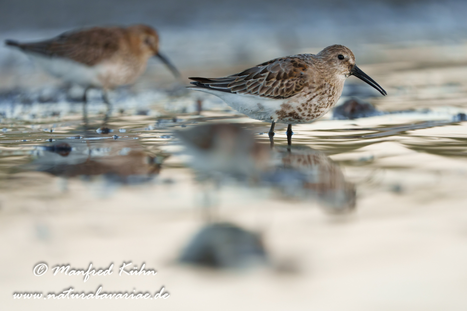 Strandläufer (Alpen-)_0145