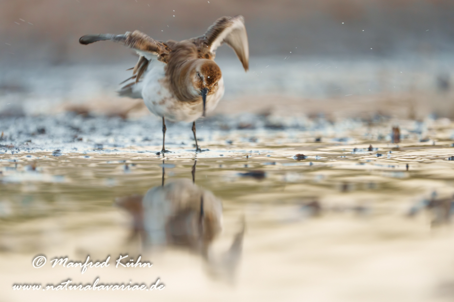 Strandläufer (Alpen-)_0146