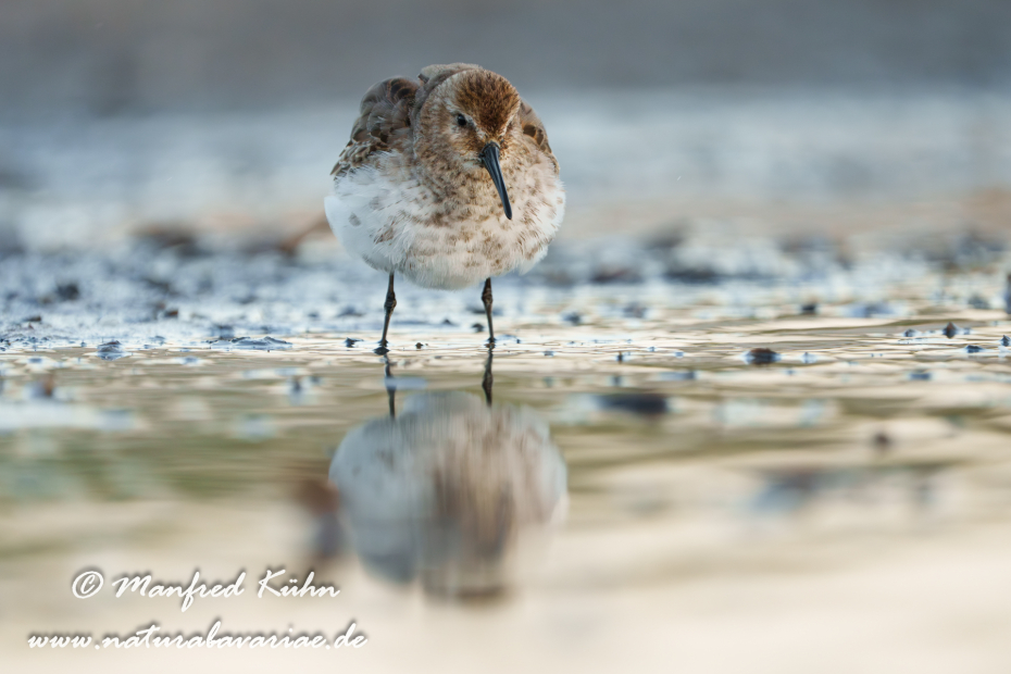 Strandläufer (Alpen-)_0147