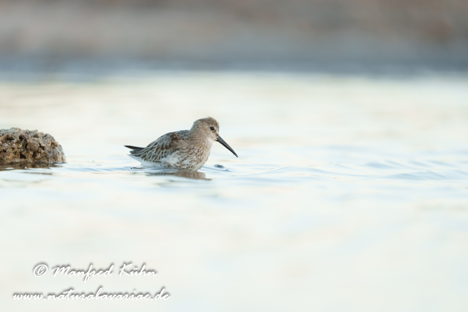 Strandläufer (Alpen-)_0160