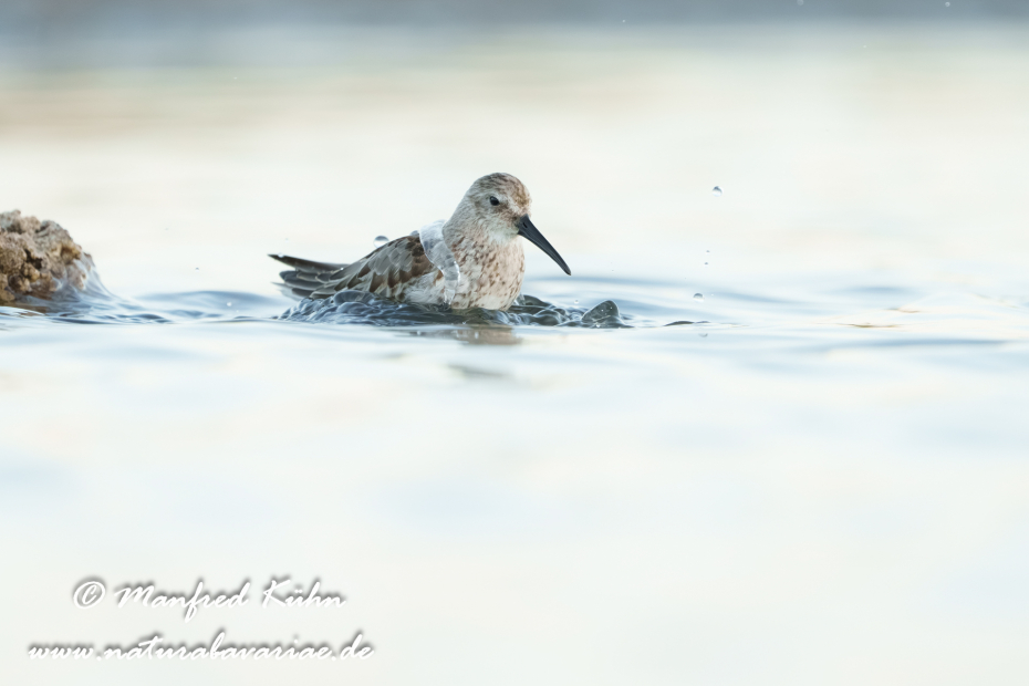 Strandläufer (Alpen-)_0169