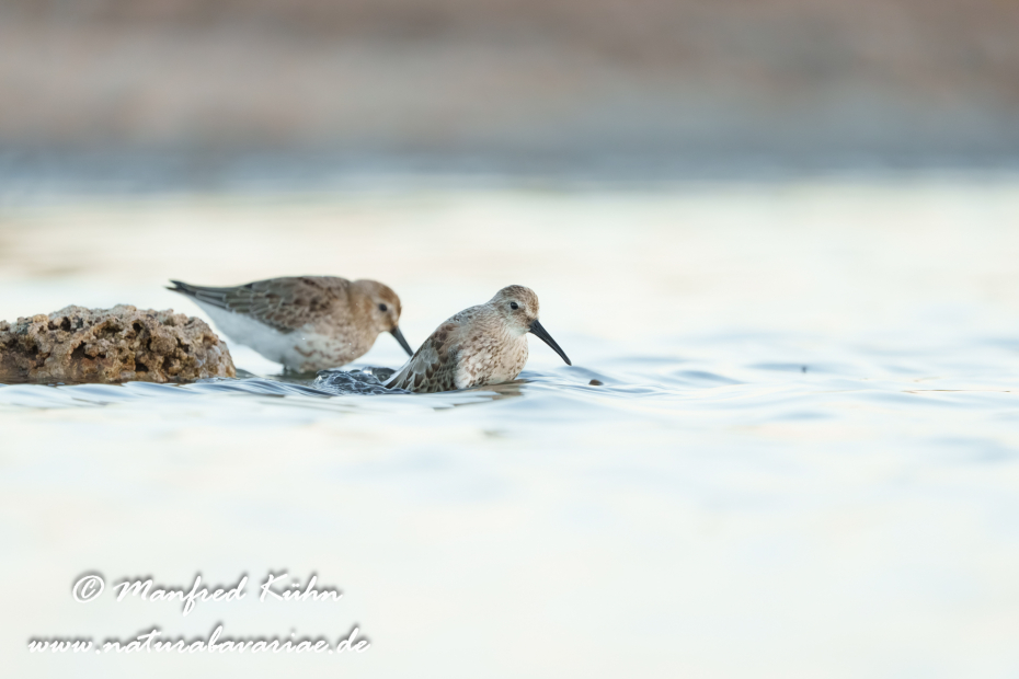 Strandläufer (Alpen-)_0178