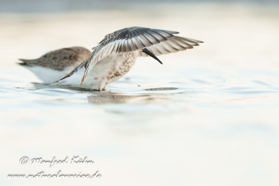 Strandläufer (Alpen-)_0181