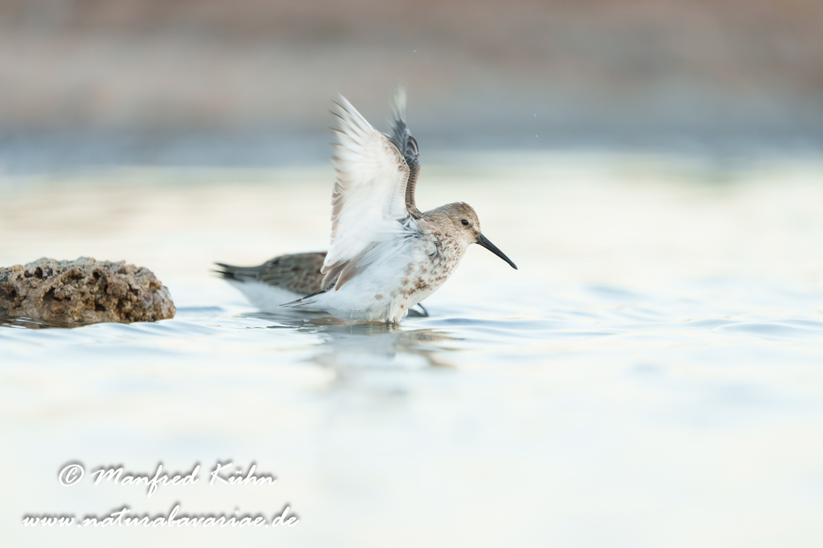 Strandläufer (Alpen-)_0182