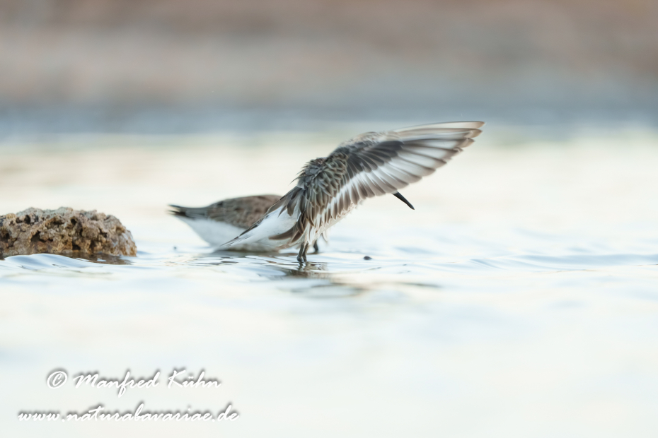 Strandläufer (Alpen-)_0183
