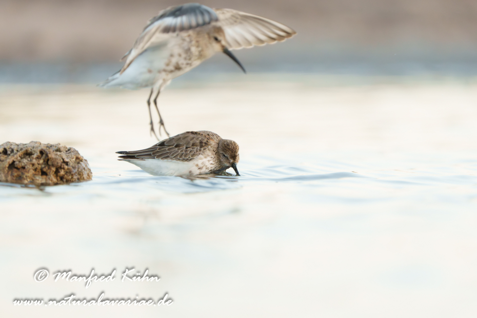 Strandläufer (Alpen-)_0185